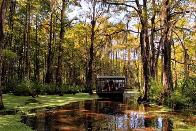 Things-to-do-in-Louisiana-swamp-tour.jpg