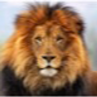 Lion35