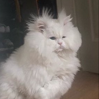 Arctic