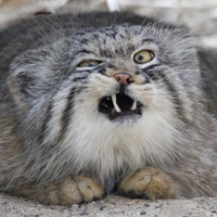 gembruce