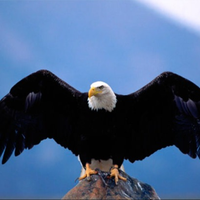 thehawk01
