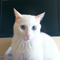 serencam